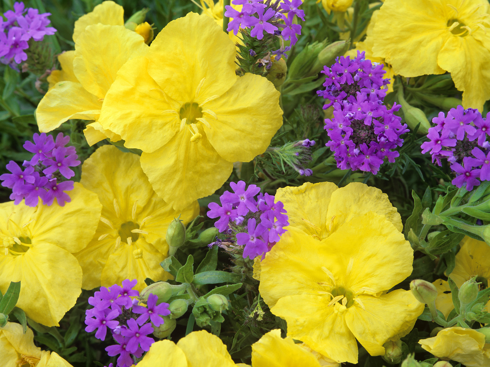 Evening_Primrose