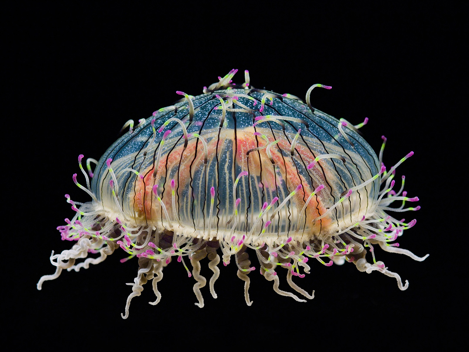 Flower_Hat_Jellyfish