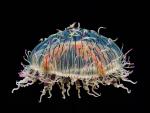 Flower_Hat_Jellyfish