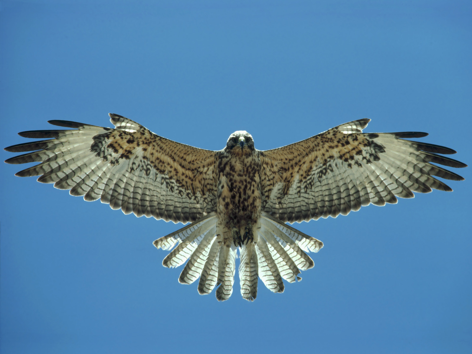Hawk_Fernandina