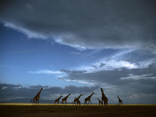 Giraffe_Herd