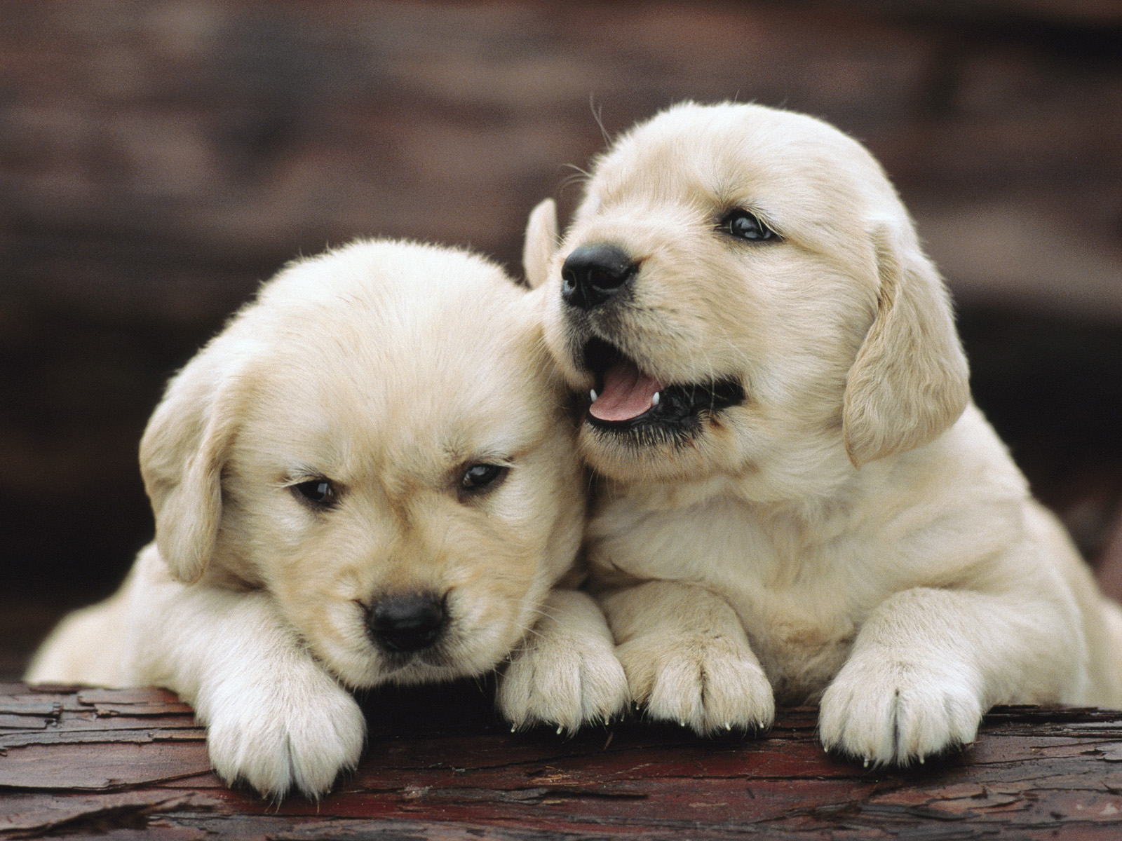 Golden_Retriever_Pup