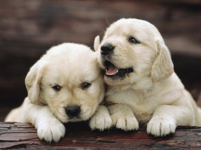 Golden_Retriever_Pup