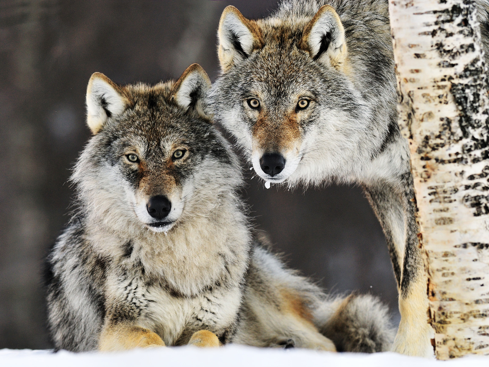 Gray_Wolf_Pair