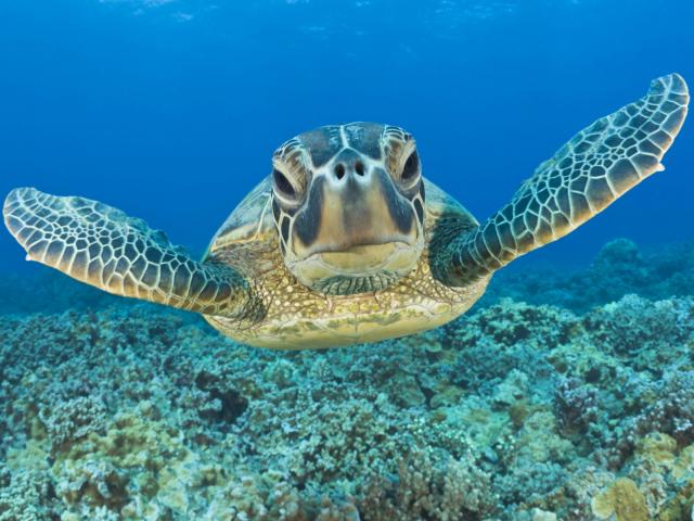 Green_Turtle_Maui