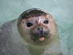 Harbor_Seal_Belgrade