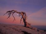 Jeffrey_Pine