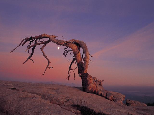 Jeffrey_Pine