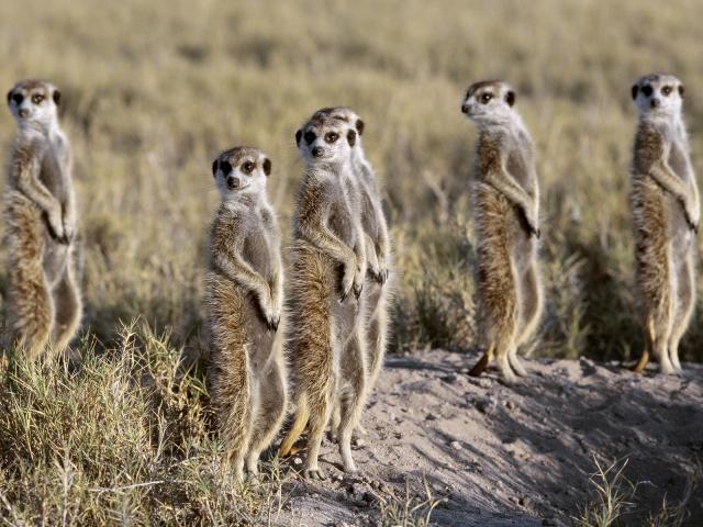 Meerkat_Pack
