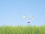 Two_Butterflies