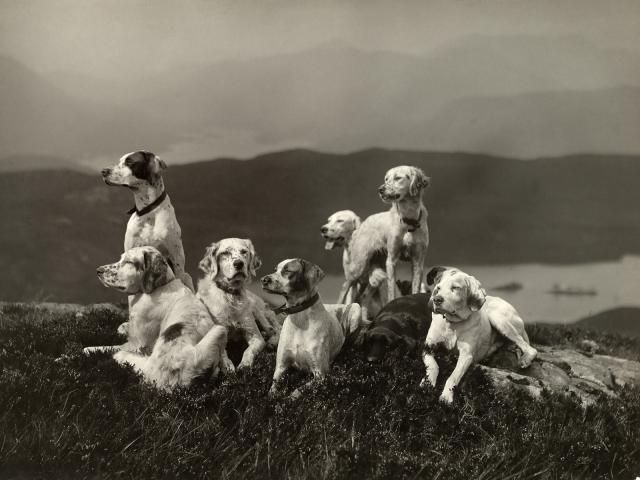 Scottish_Deerhounds