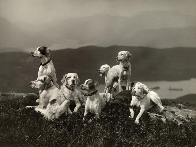 Scottish_Deerhounds