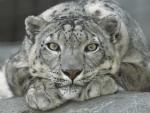 Snow_Leopard_San