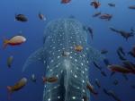 Whale_Shark_Wolf