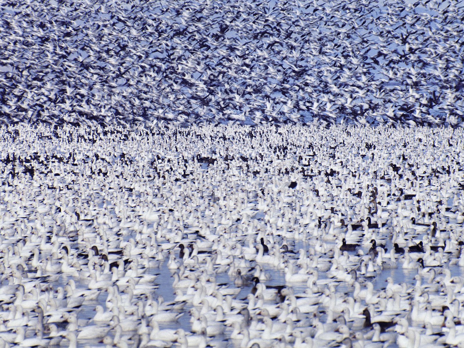 Snow_Geese_Klamath