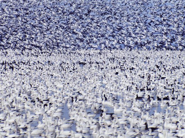 Snow_Geese_Klamath