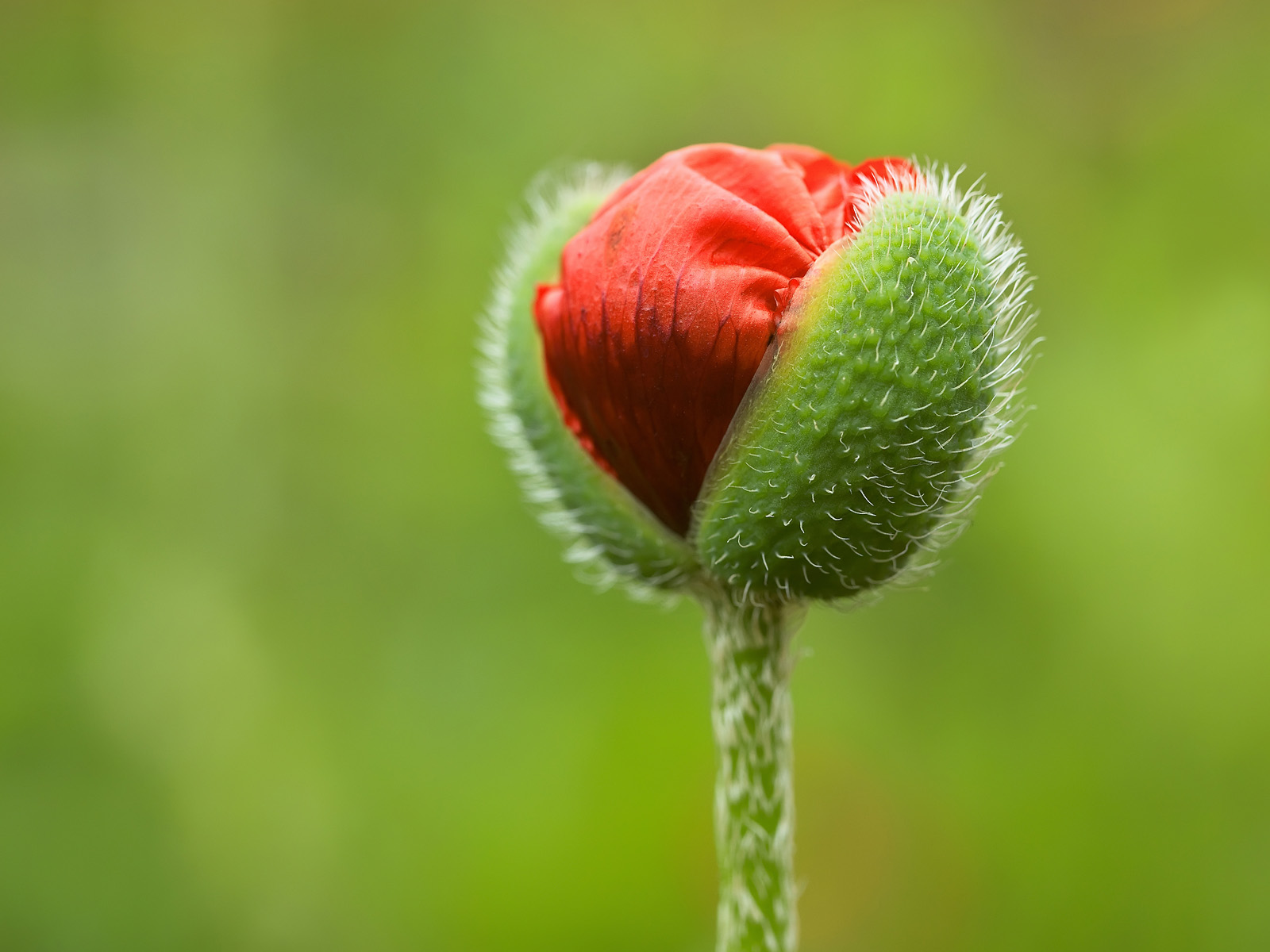 Oriental_Poppy