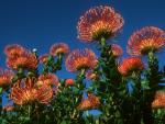 Pincushion_Protea