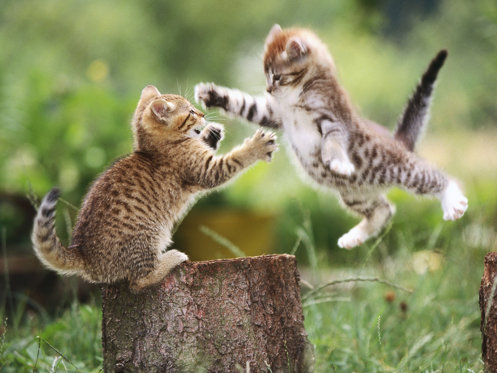 Playful_Kittens