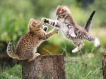 Playful_Kittens