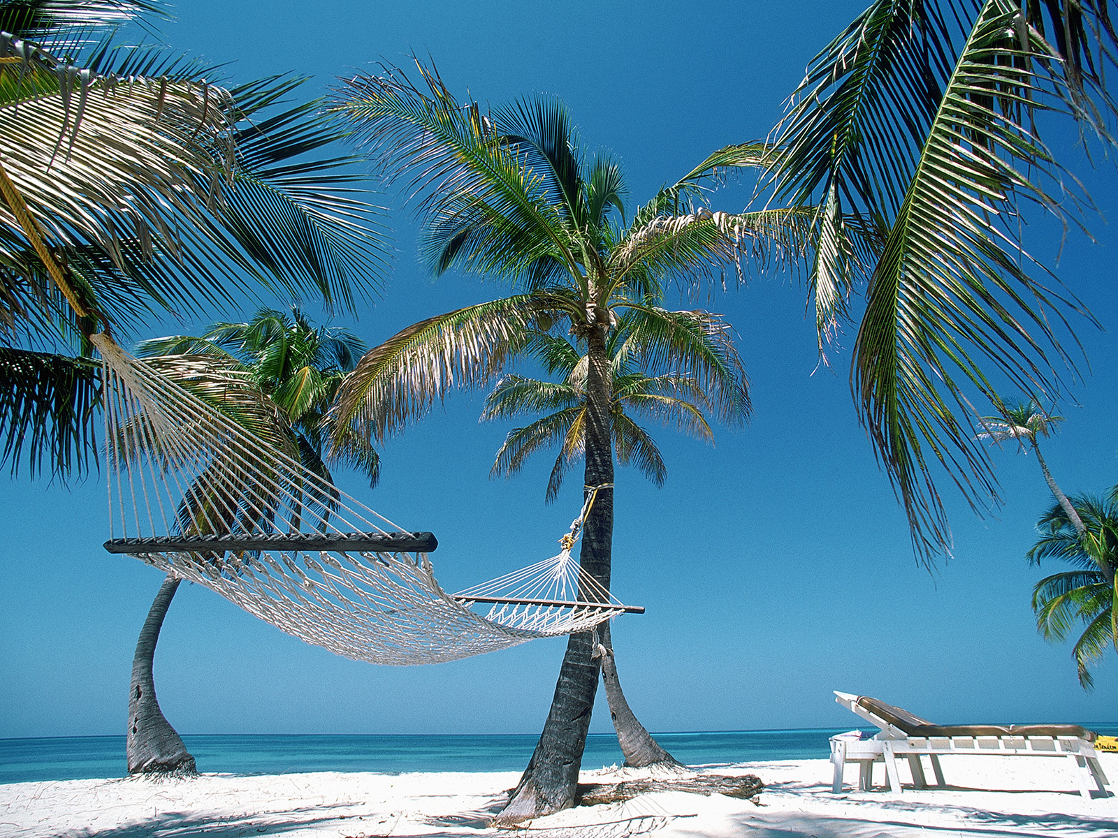 Hammock_and_Palms_No