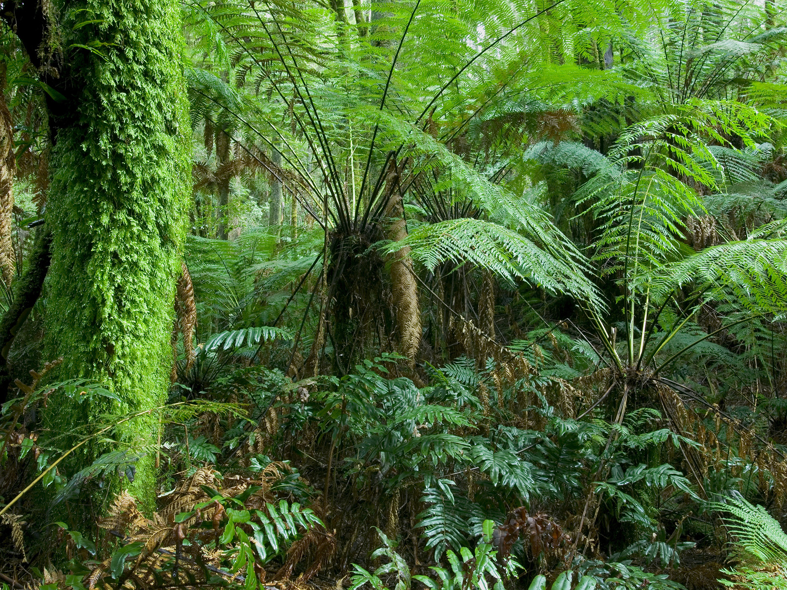 Otway_National_Park