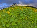 Sunflower_1