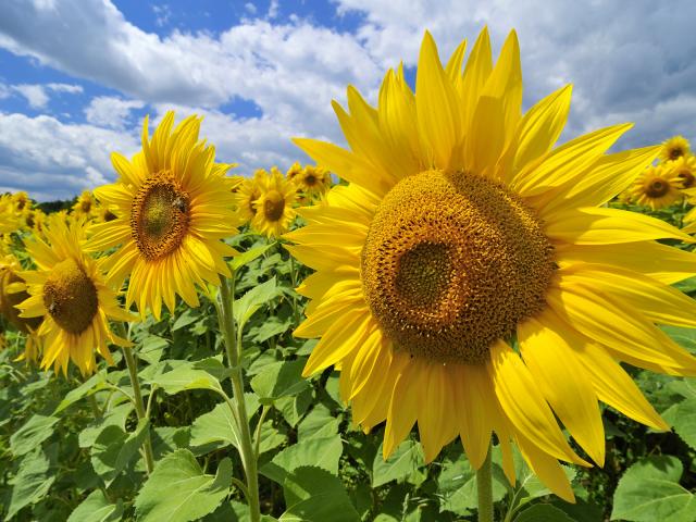 Sunflower_3