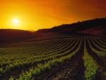 Vineyards_at_Sun