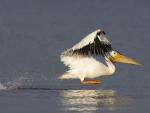 American_White_Pelican