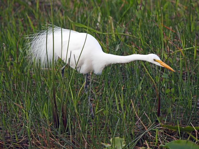 Great_Egret_Everglades