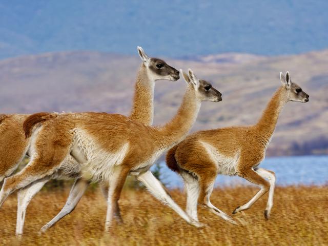 Guanacos_Torres