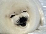 Harp_Seal_Pup