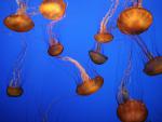 Sea_Nettles_Mont