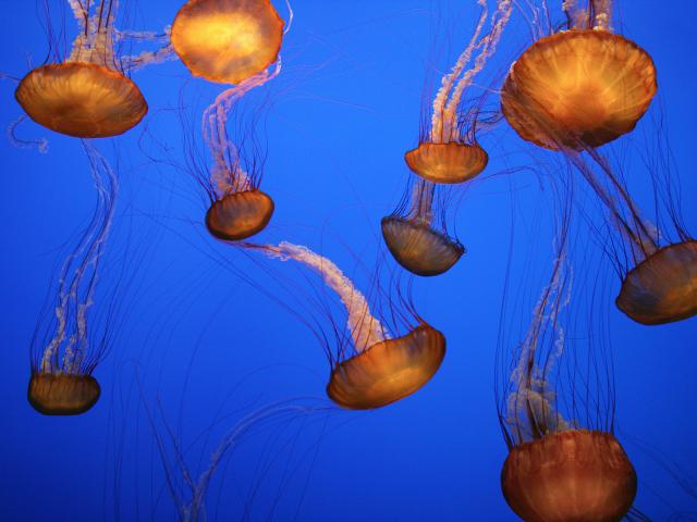 Sea_Nettles_Mont
