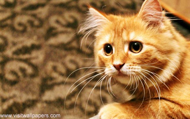 cat_204