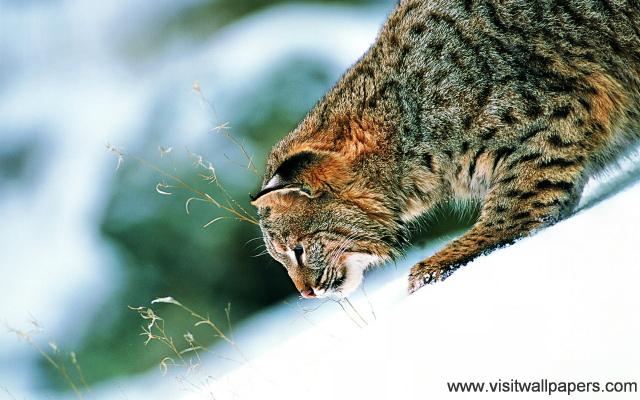 cat_205