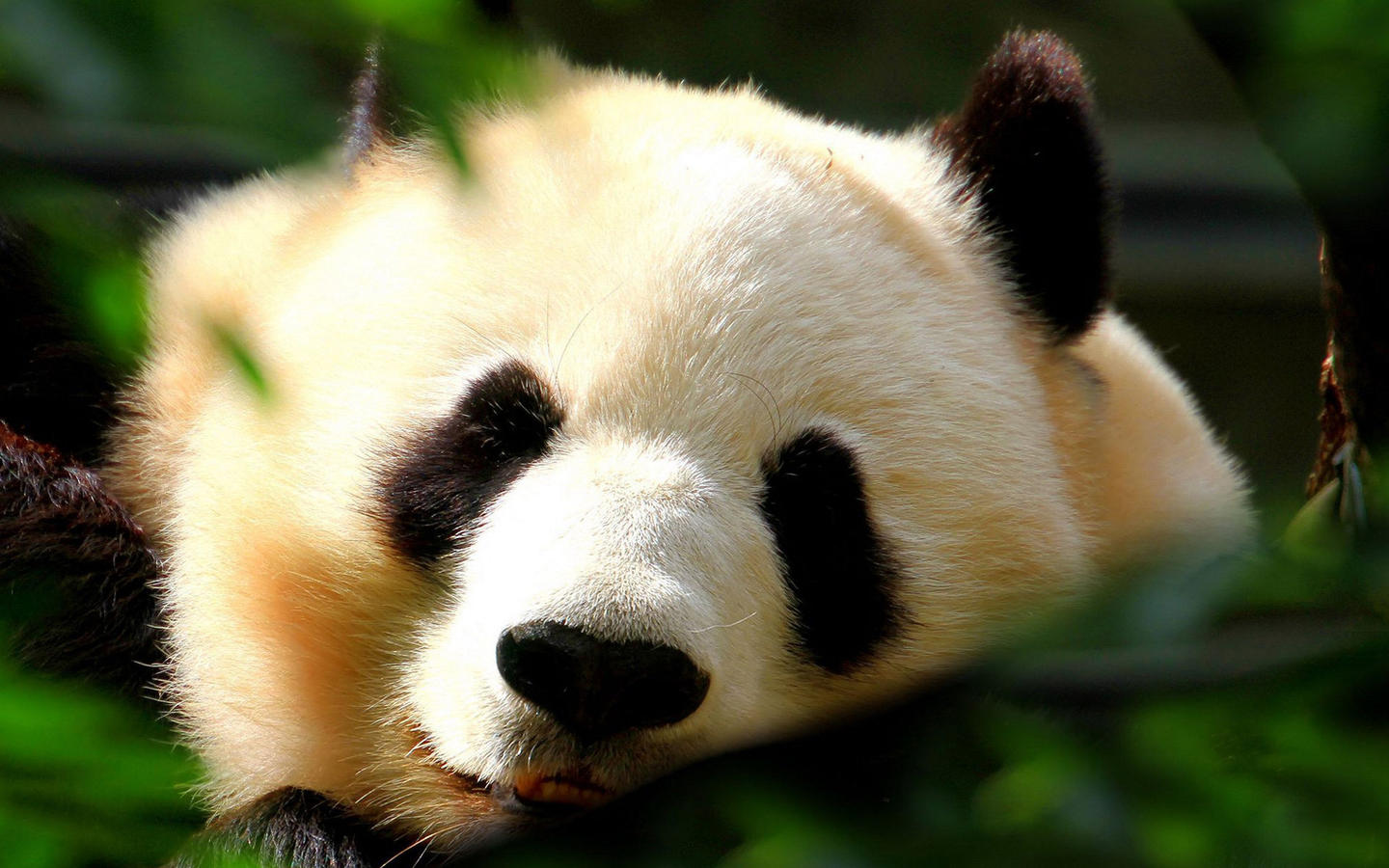 xiongmao-01