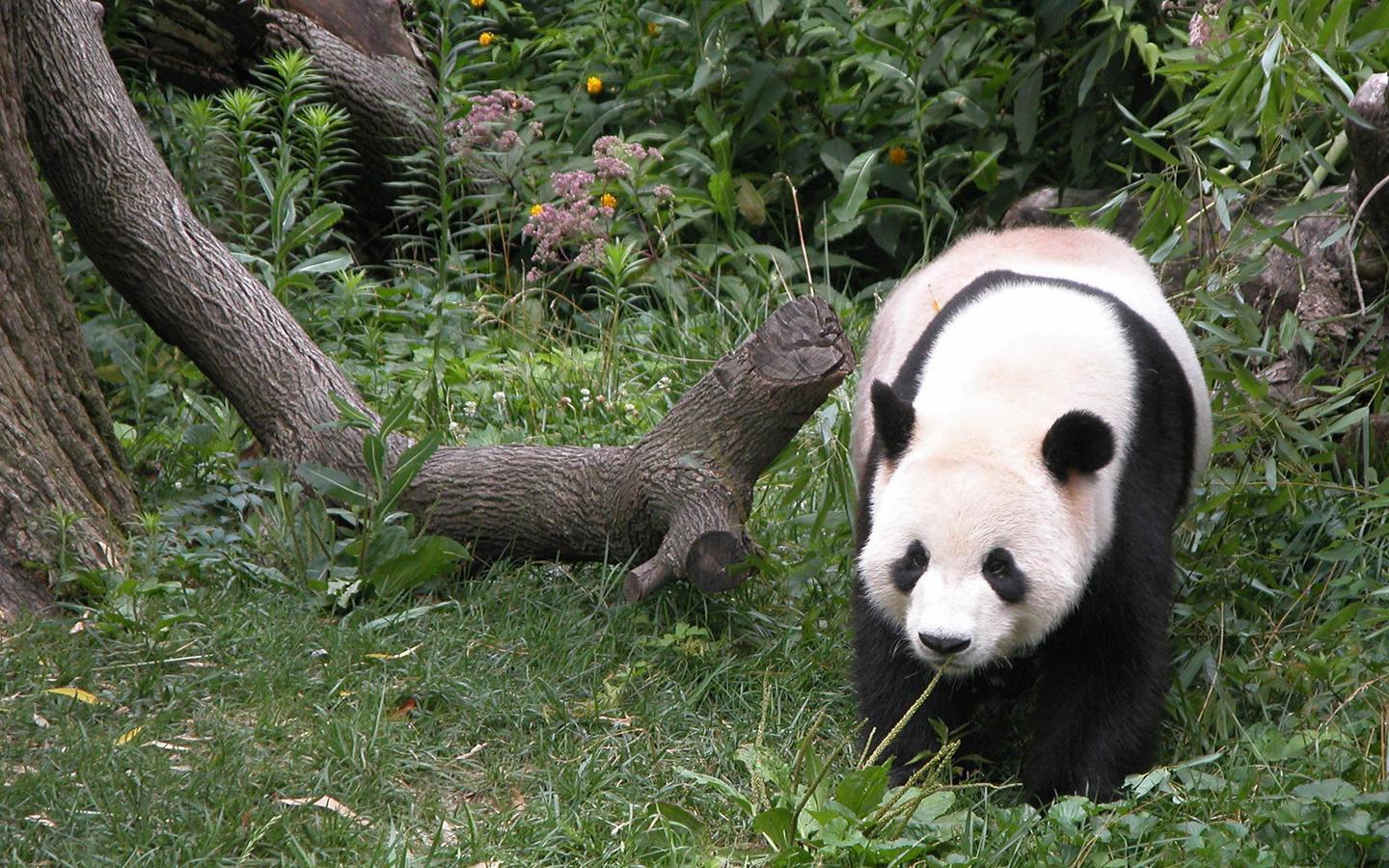 xiongmao-02