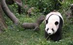 xiongmao-02