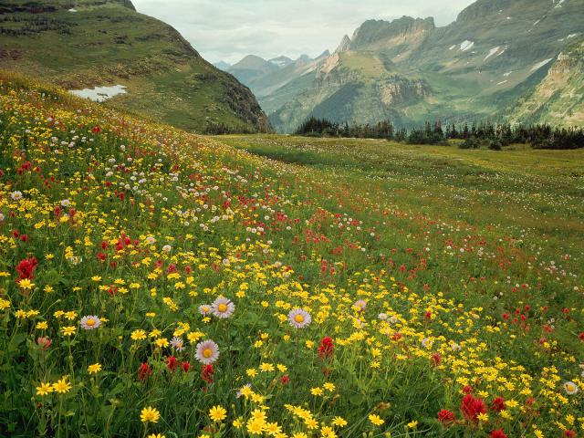 Alpine_Wildflowers