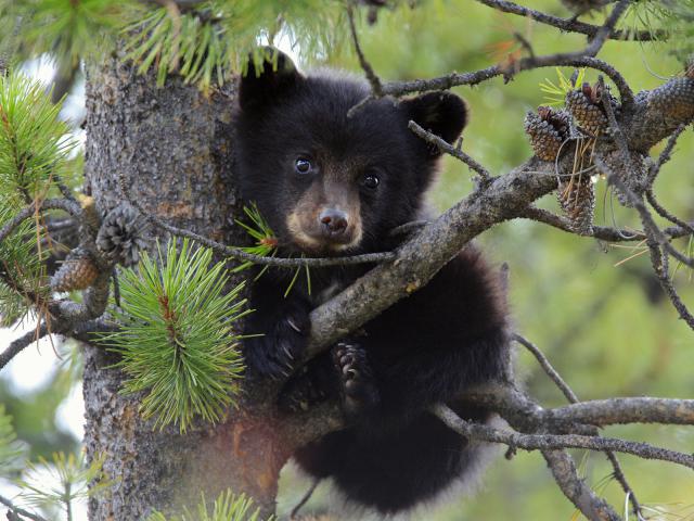 Baby_Bear_Cub