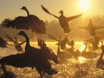 Canada_Geese
