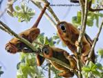 Red_Howler_Monkeys