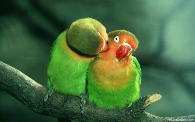 Birds_106