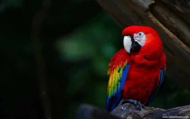 Birds_107