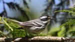 Birds_109