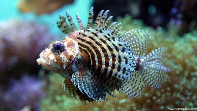 ocean-life-357