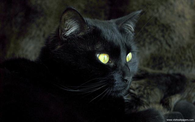 cat_208