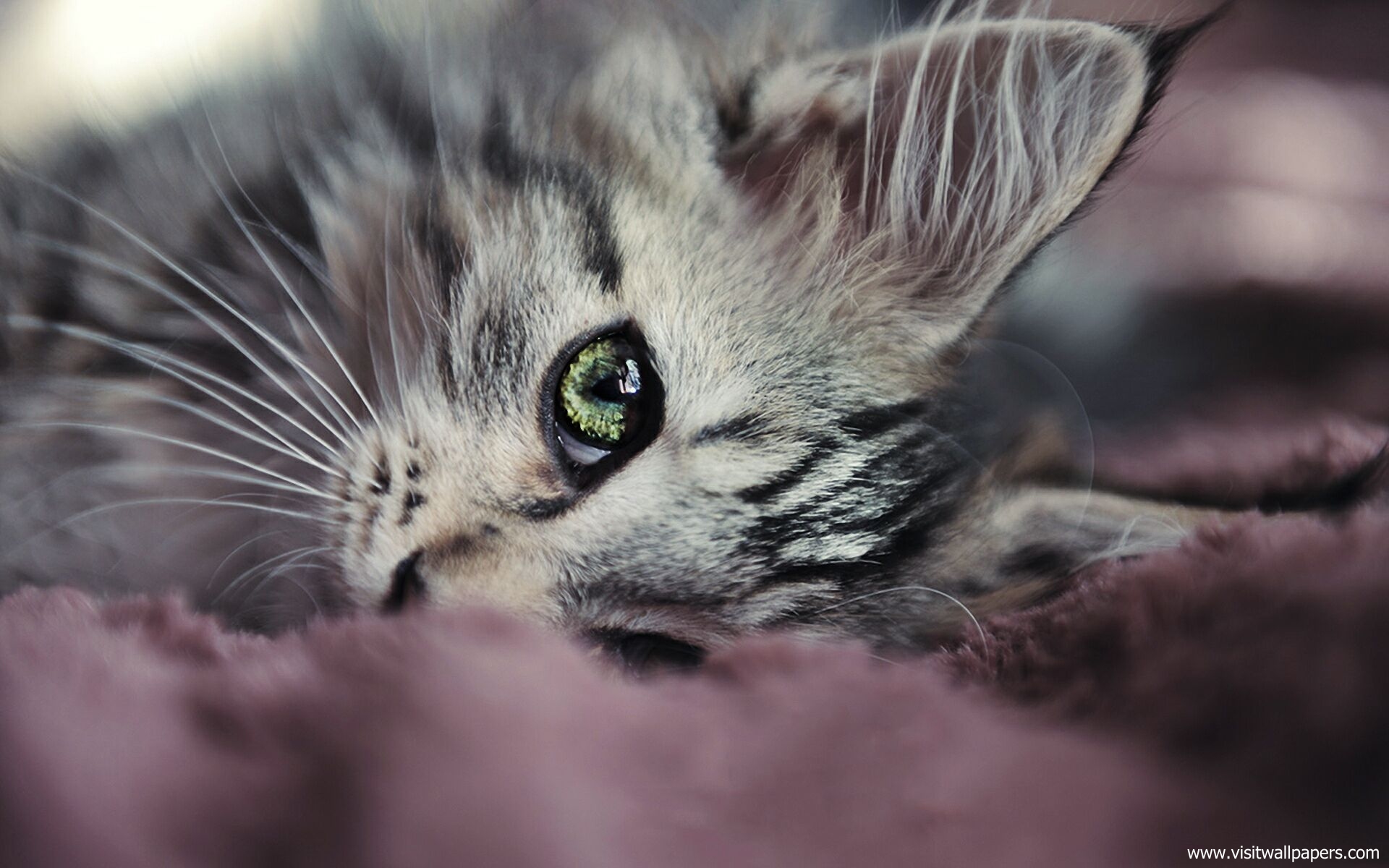 cat_209